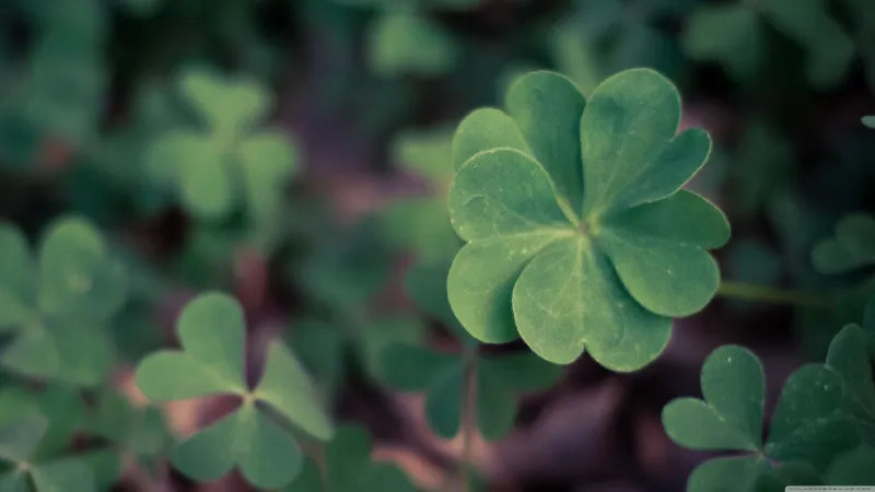 Lucky Undies and Unlucky Sevens: The Truth Behind Aussie Casino Superstitions